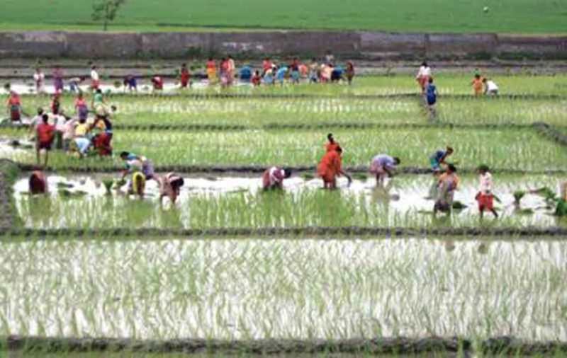 वर्षा अनुकूल भएका कारणले शत प्रतिशत धान रोपाइँ हुने दाबी