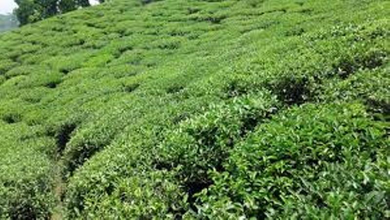 चियामा नीति परिमार्जन नहुँदा समस्या