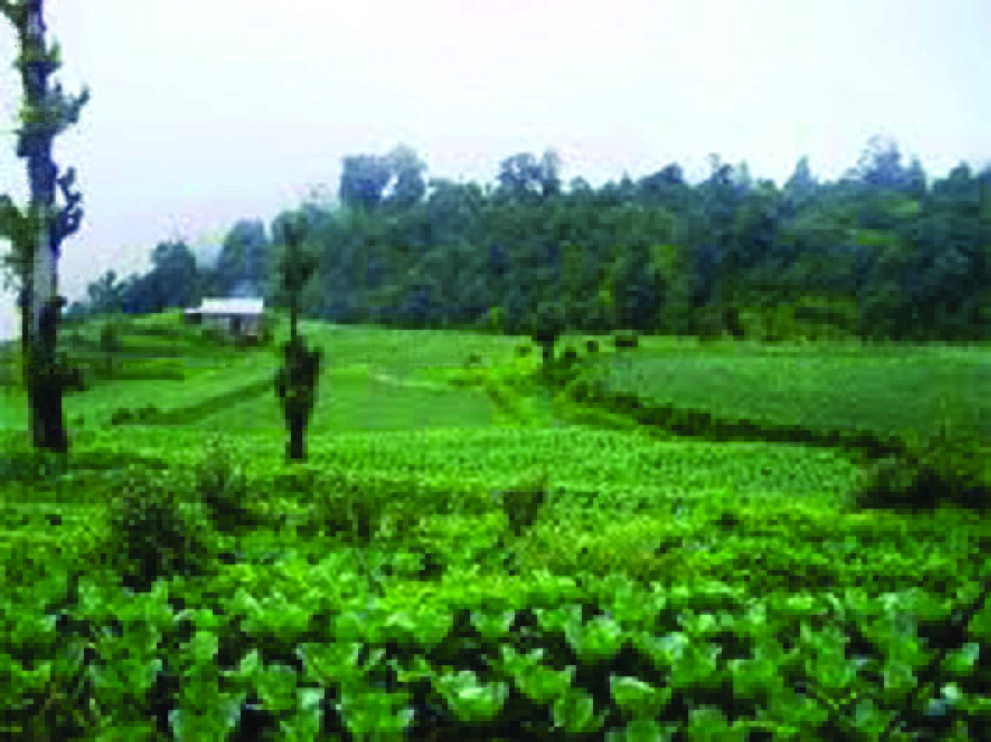 कृषि उद्यममा रमाउँदै करोडपति