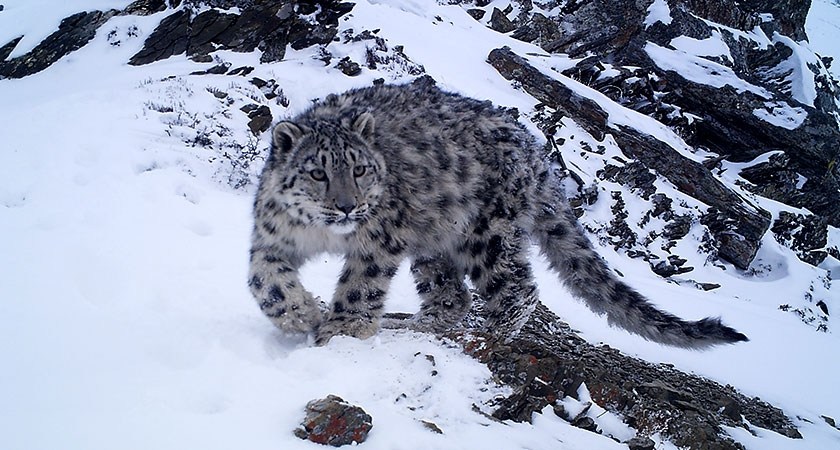 शे–फोक्सुन्डोका हिउँचितुवा गणना सम्पन्न