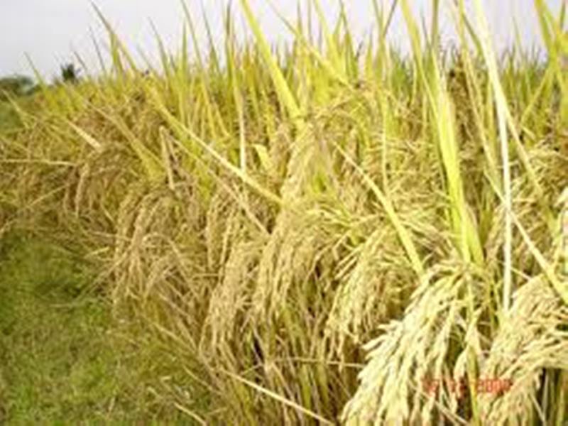 नक्कली धानको बीउका कारण किसानलाई १३ करोड क्षति