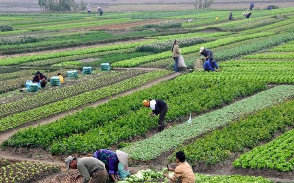 तनहुँः बाँझो जग्गामा खेती गर्नेलाई अनुदान