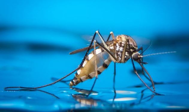 डेङ्गु महामारी होइन