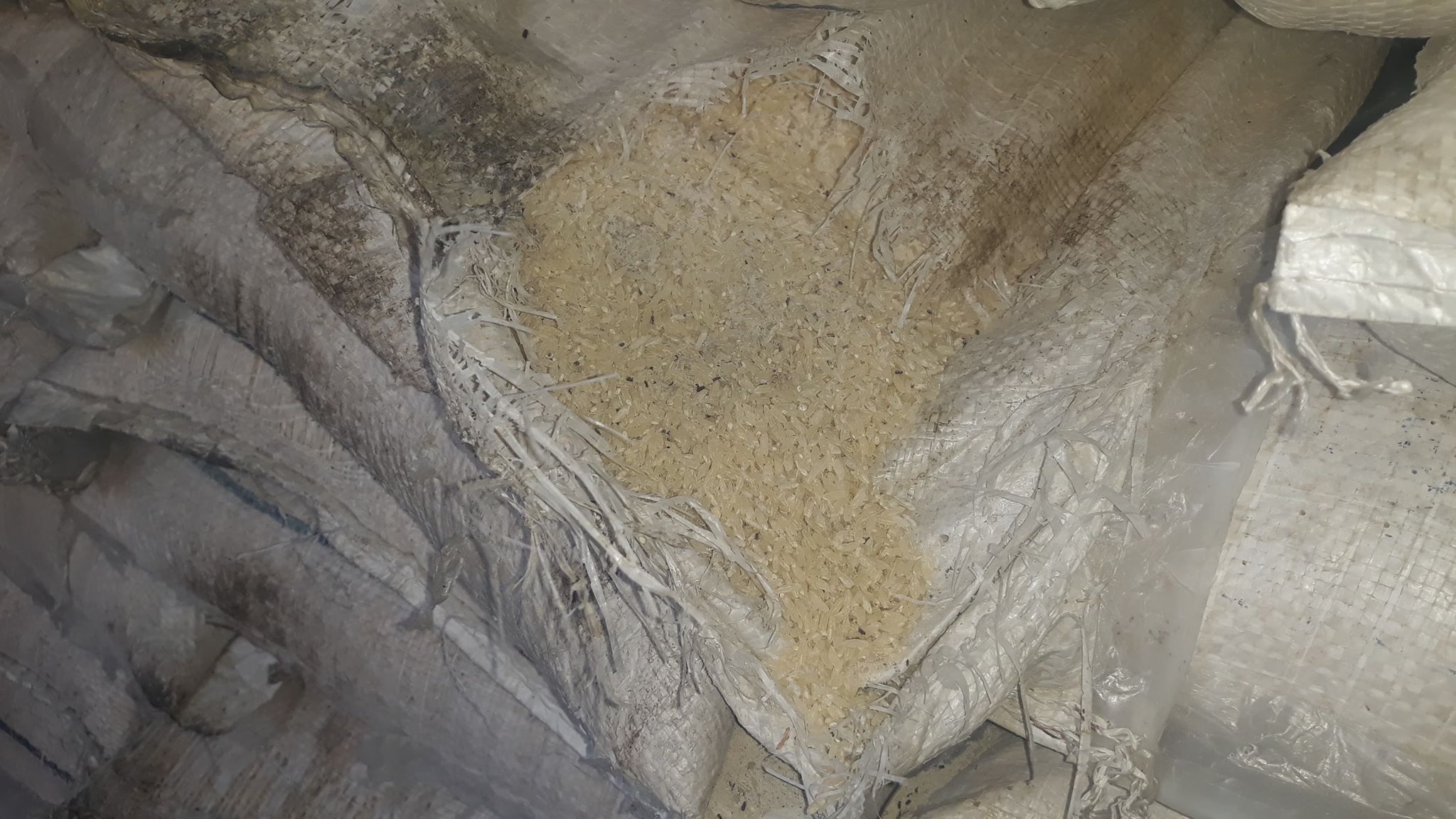 खाद्यका कर्मचारीको चरम लापरबाही: लाखौं मूल्यको चामल गोदाममै कुहियो