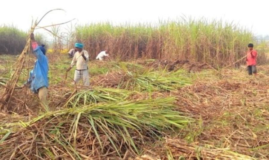 तोकिएको मूल्य नपाएपछि उखु किसान आन्दोलित