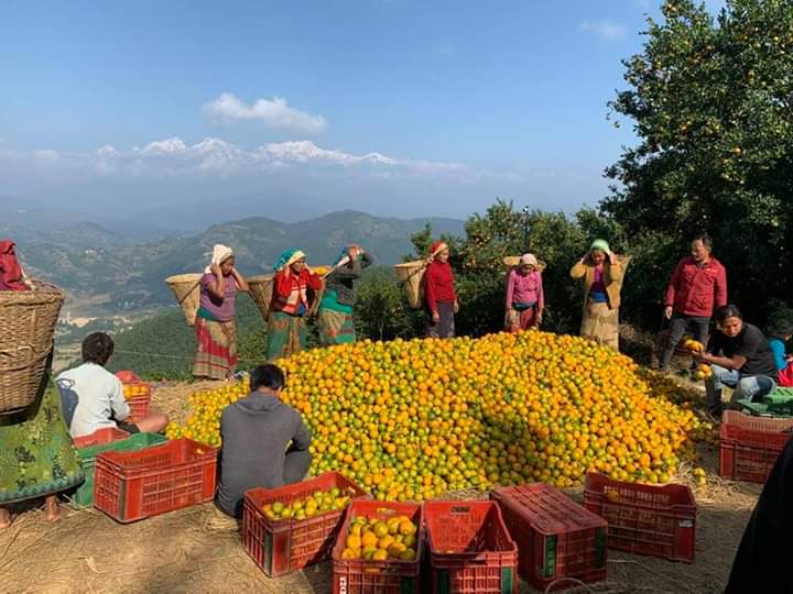 सुन्तला खेतीबाट मनग्ये आम्दानी, प्रतिगोटा २५ रुपैयाँसम्म