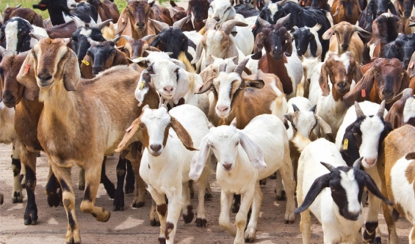 पशु निकासीमा चर्को कर, निकासी कर लिन ठाउँ–ठाउँमा ठेक्का