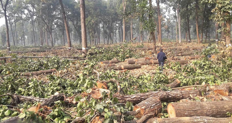 २ विद्युत आयोजनाको लागि ११ हजार बढी रूख काटिए