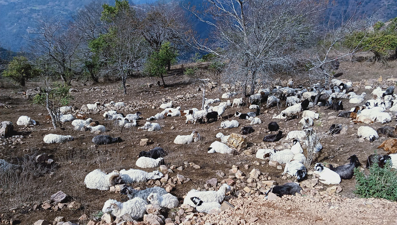 दशैंका लागि ल्याएका भेडाच्याङ्ग्रा तिहारमा पनि बिकेनन्