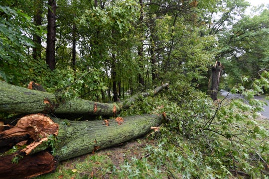 वन विभागले रुख काट्न नदिँदा मदन भण्डारी राजमार्ग निर्माण प्रभावित