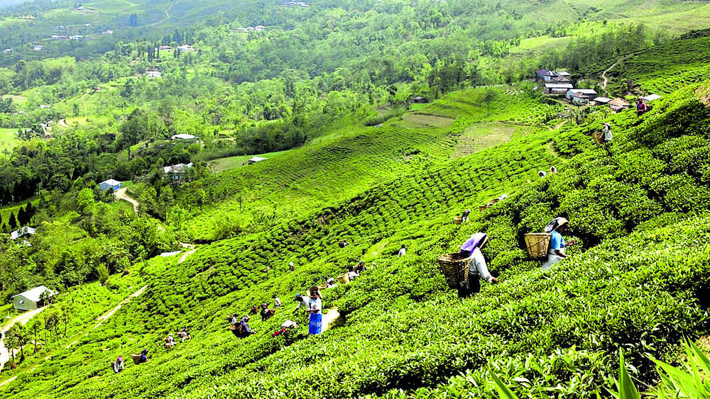 नेपाली चियालाई भारतमा प्रतिबन्ध रोक्न पहल भएन