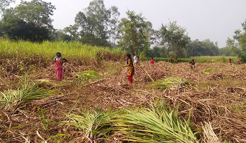 सरकारले तोक्यो उखुको समर्थन मूल्य