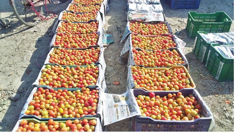 भारतीय गोलभेँडा भित्रिँदा किसान मारमा