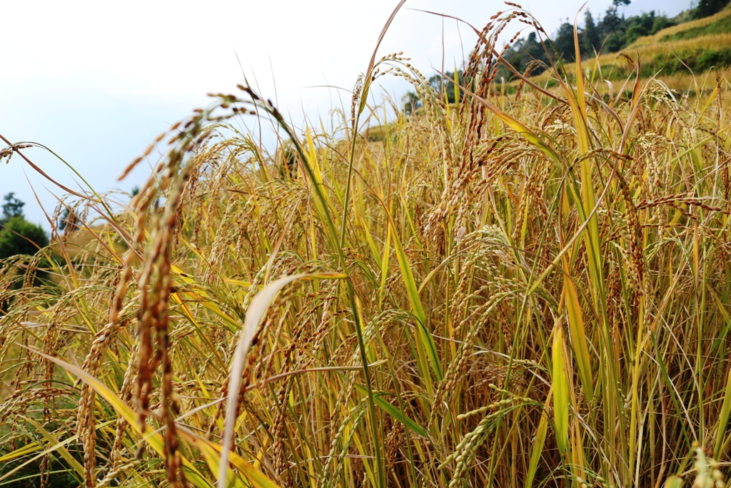 यस वर्ष ५६ लाख २१ हजार मेट्रिक टन धान उत्पादन, गएकाे वर्षभन्दा ७० हजार मेट्रिक टन धेरै