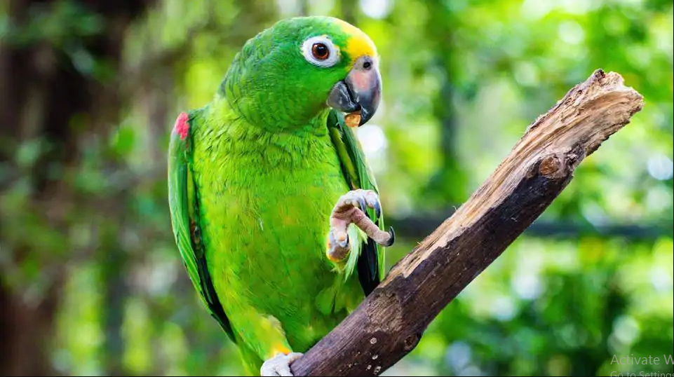 मालिक्नी बाहिर गएको बेलामा सुगाले अमेजनबाट मगायो आईसक्रीम र चंगा