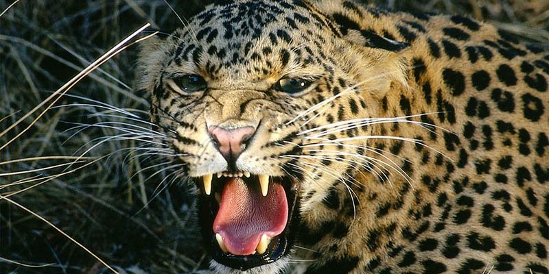 चितुवाको आक्रमणबाट घाइते