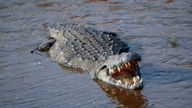 प्राकृतिक बासस्थानमा बढेनन् घडियाल