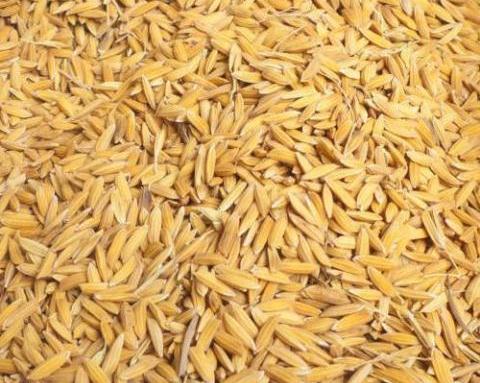 बासमती धान आधिकारिकता विवादः नेपालले पठायो ईयूलाई प्रमाण