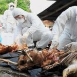 सुनसरी बर्डफ्लु नियन्त्रणका लागि प्रशासनको कडाइ