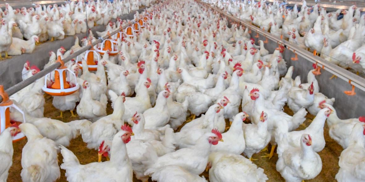 भारतबाट अण्डा, चल्ला र मासु अवैध रुपमा भित्रिए