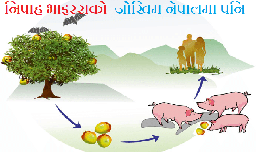 निपाह भाइरसको जोखिम नेपालमा पनि