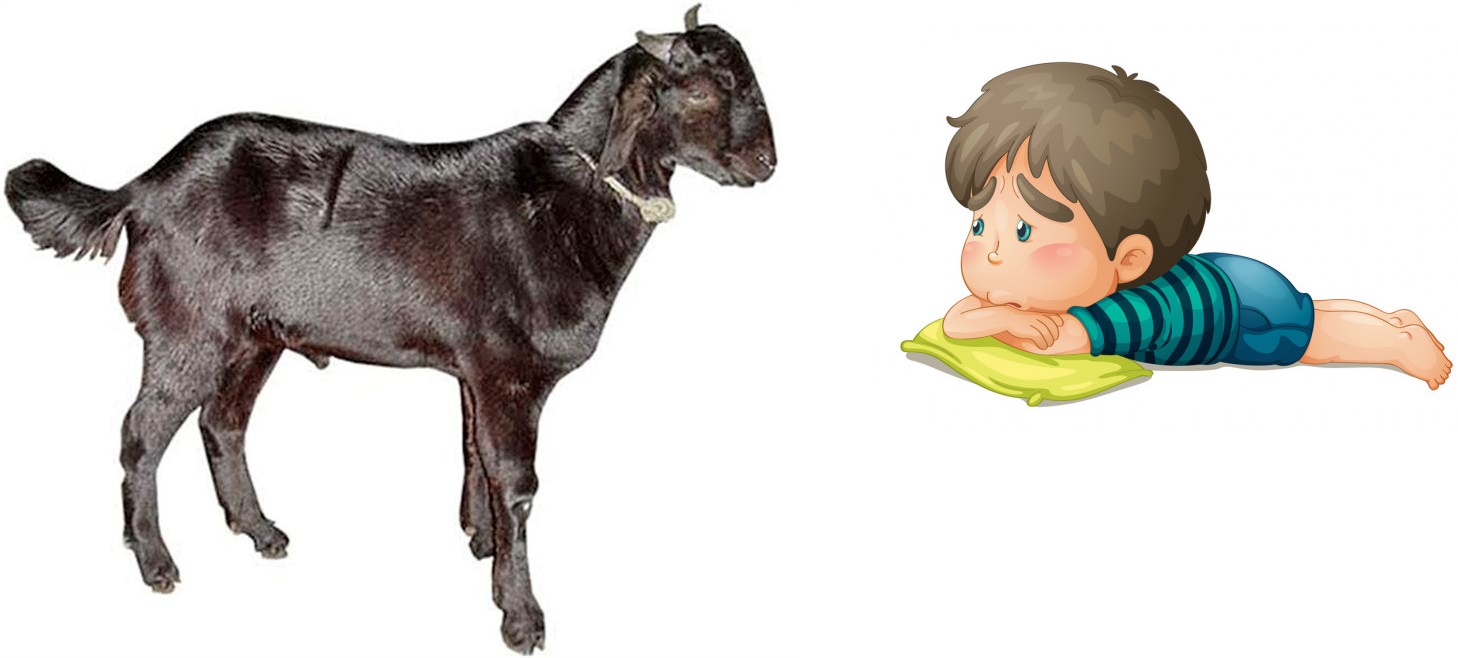 मासुको जोहो नगरेको भए कहाँ जाने ?