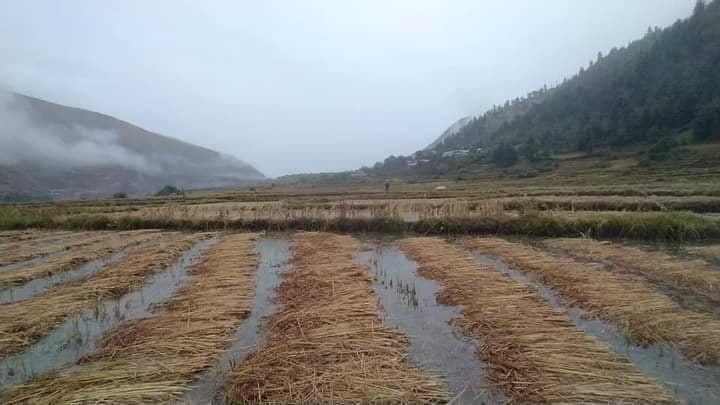 धानबालीमा सवा आठ अर्बको क्षति