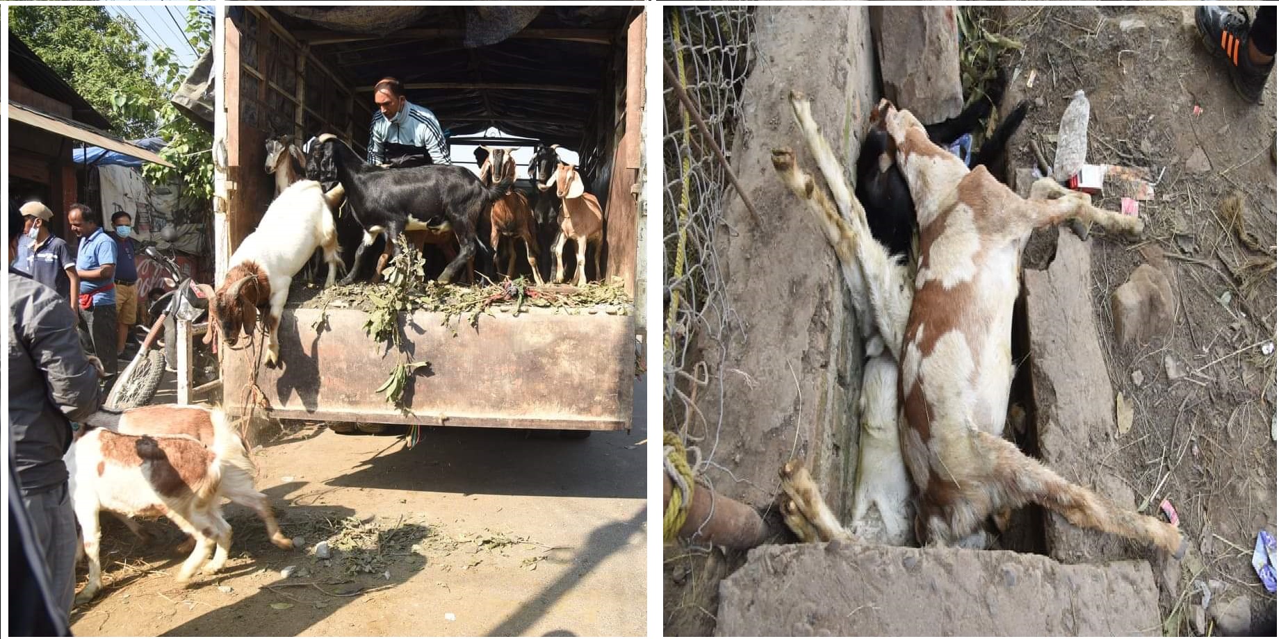 ढुवानीका क्रममा मरेका १५ वटा खसी गाडिए