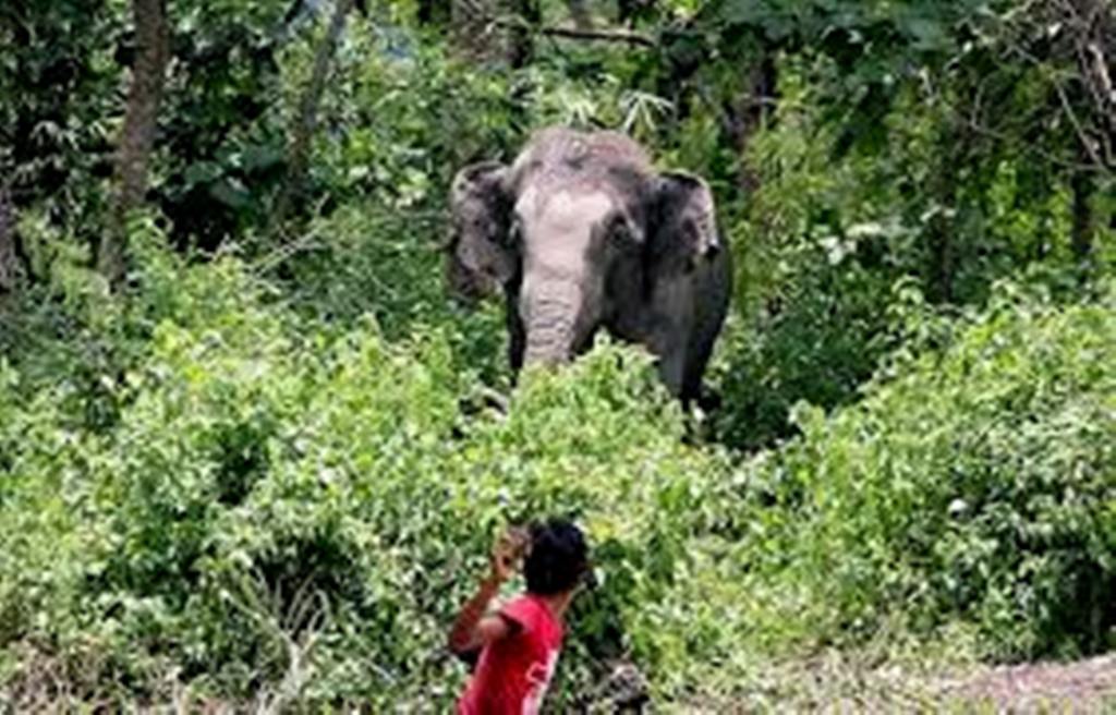 पूर्वी नेपालमा बढ्यो  हात्ती आङ्तक