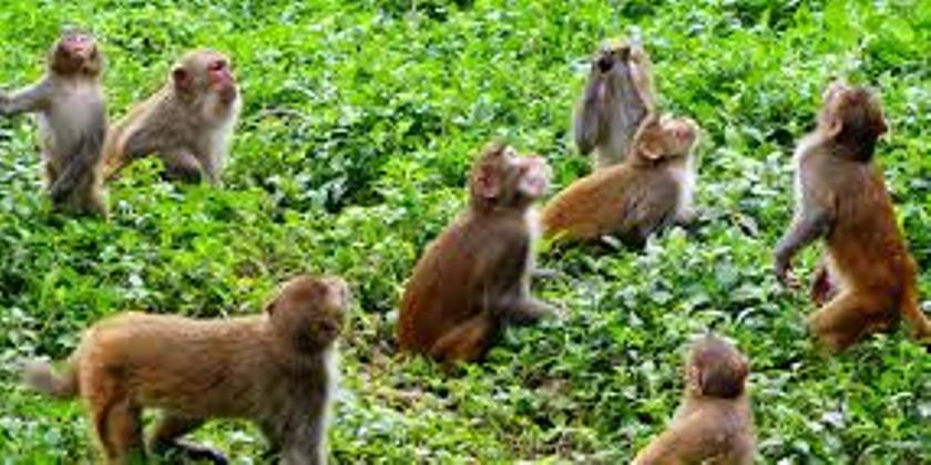 बाँदरले उपद्रो मच्चाएपछि बस्ती नै खाली