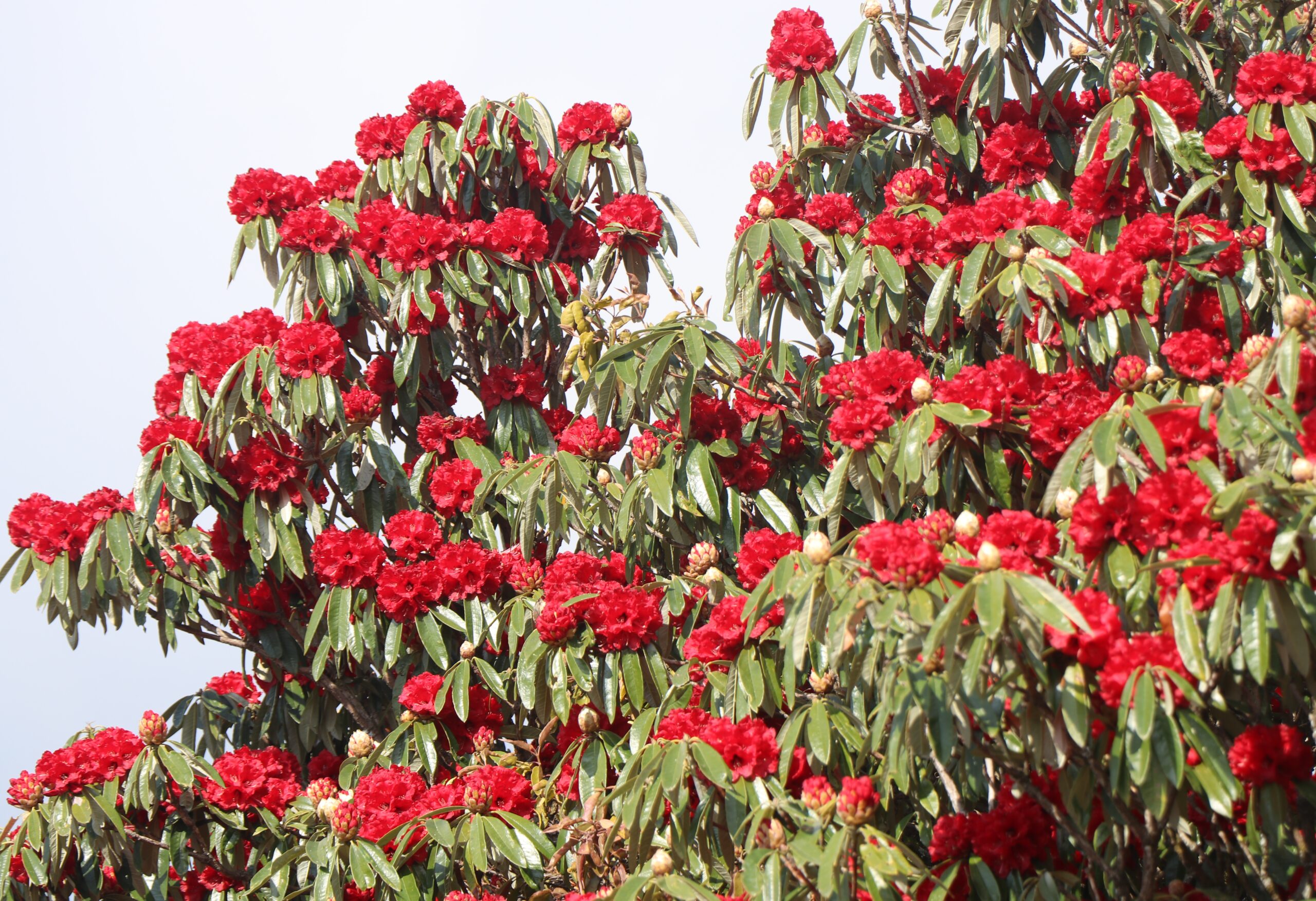 चोलुङ पार्कमा पर्यटक लोभ्याउँदै गुराँस, सेल्फी लिने र टिकटक बनाउनेको भीड