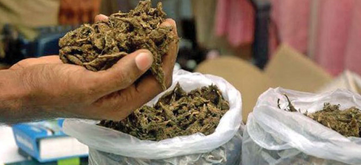दुर्घटनाग्रस्त कारमा १३० किलो गाँजा भेटियो