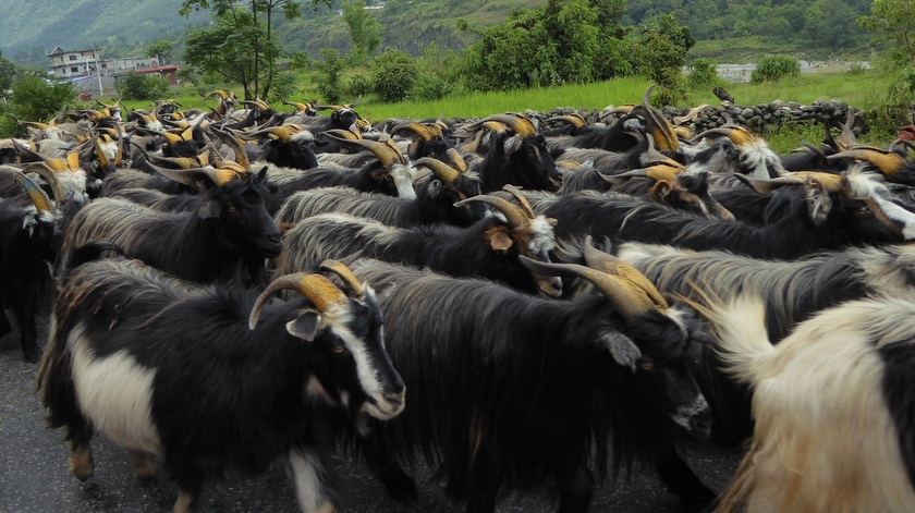 खाद्यले तोक्यो खसीबोकाको बिक्री मूल्य