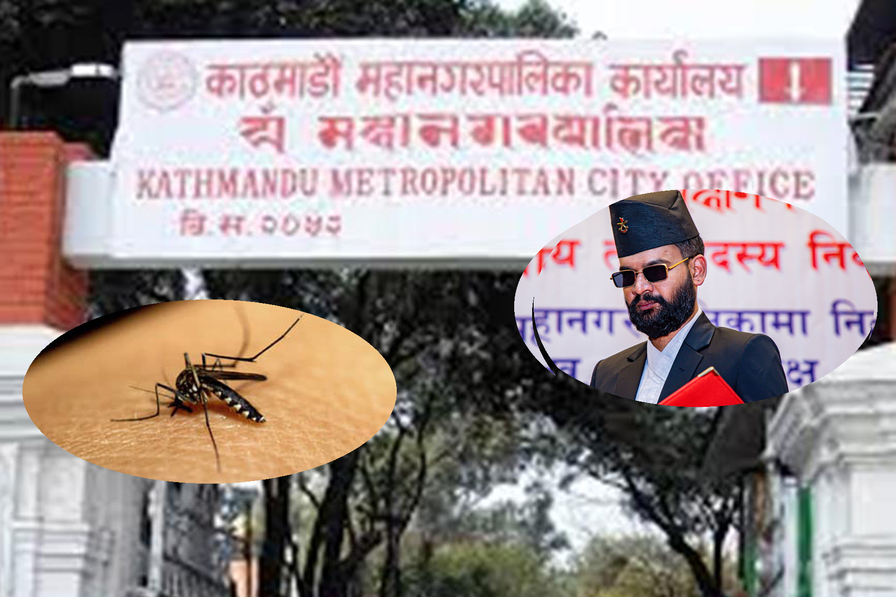 डेंगु फैलिएपछि काठमाडौं महानगरले सुरु गर्‍यो हटलाइन सेवा, निशुल्क एम्बुलेन्स