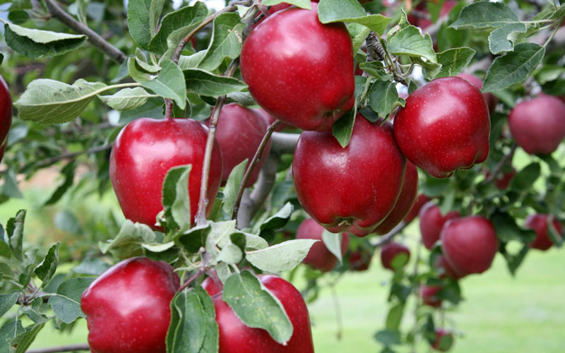 मुस्ताङबाट याे वर्ष ५० करोडको स्याउ निकासी