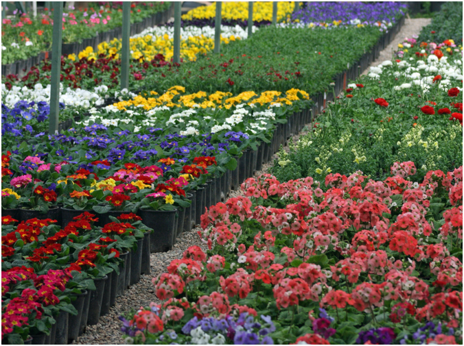 तिहारसँगै पोखरामा पुष्प मेला गरिने