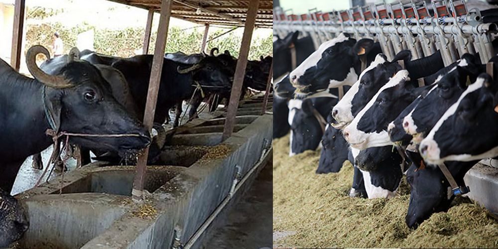 पशुपालनबाट काठमाडाैंमै मासिक १० लाख आम्दानी