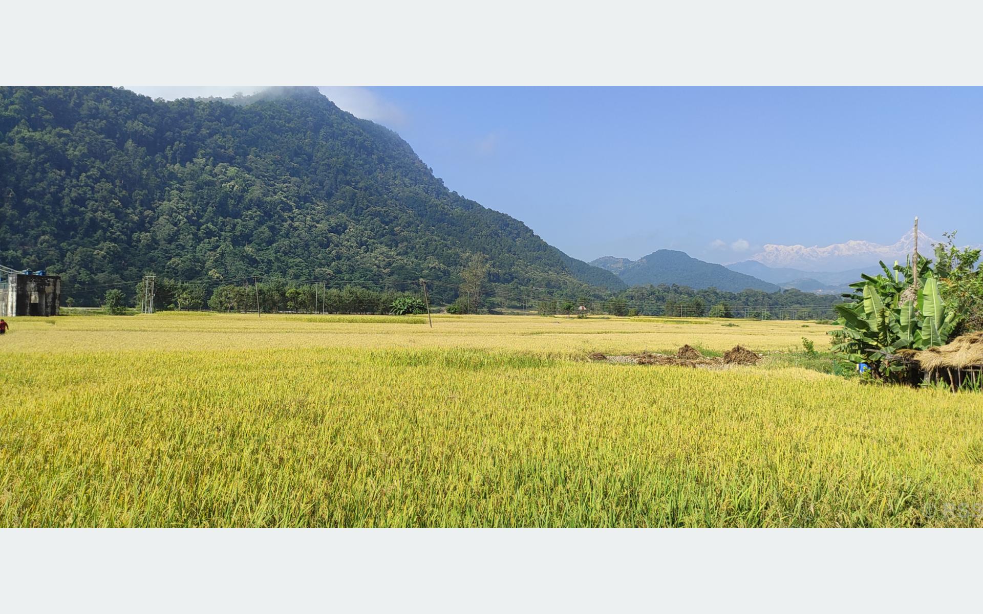 जुम्लामा मार्सीधानको खेती घट्दै