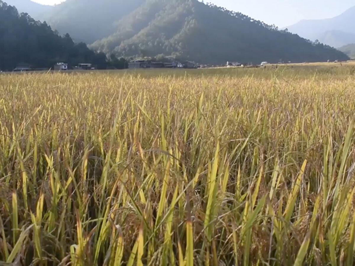 गुल्मीमा धान उत्पादनमा कमी आयो