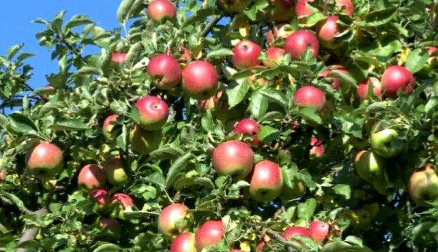 जुम्ली स्याउलाई बजारीकरणको अभाव