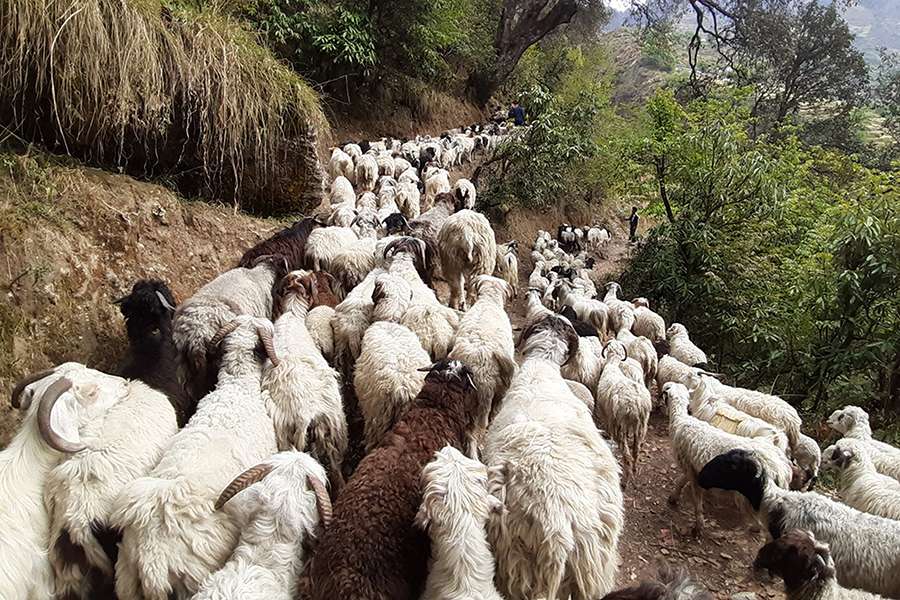 चिसो बढेसँगै बेँसी सार्न थालियो चौरी र भेडीगोठ
