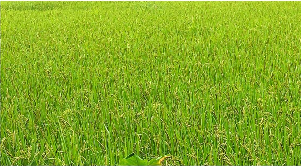 धान फल्ने खेत वनमाराले ढाक्यो