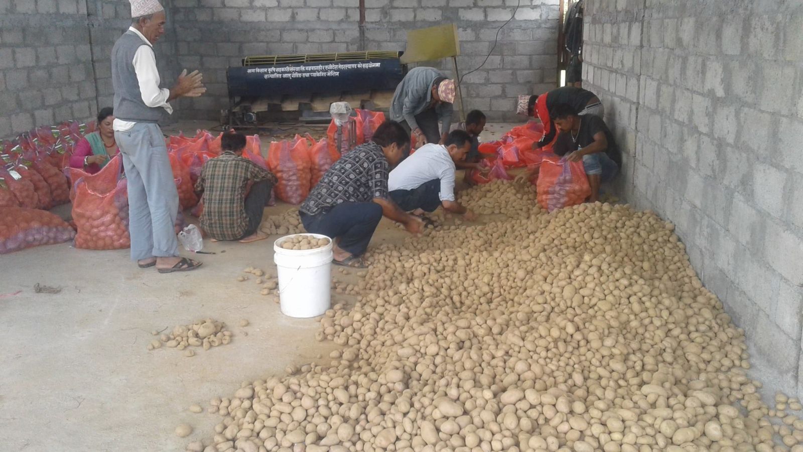 आलु उत्पादन गरेर जीविकोपार्जन गर्दै किसान