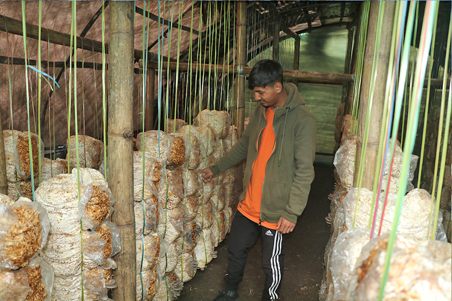 च्याउ खेतीबाट २४ लाख कमाउँछन् गुल्मीका निखिल, ६ जनालाई आवास सहितकाे राेजगरी