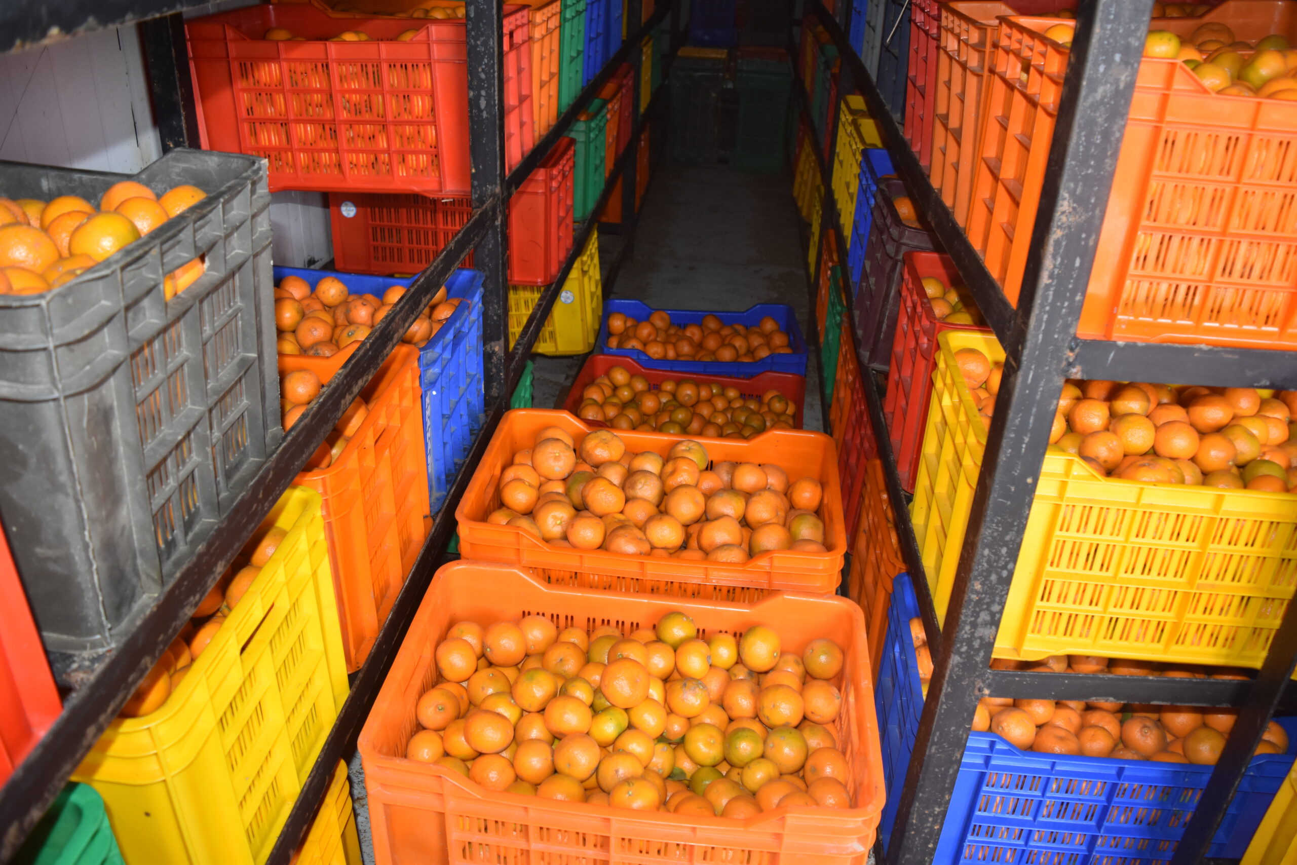 शीत भण्डारणमा सुन्तला राख्नपाउदा किसानलाई राहत