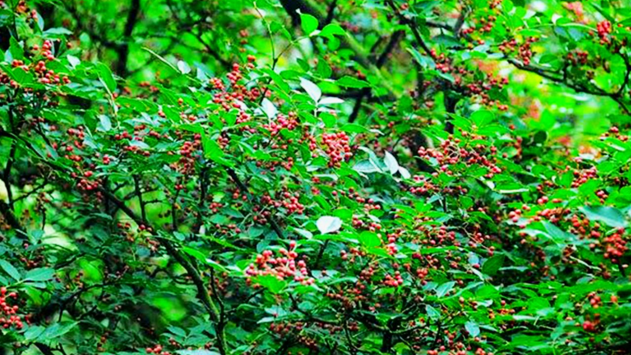 टिमुरको व्यावसायीकरण गरेर जनताको जीवनस्तर बदल्न सकिन्छ’