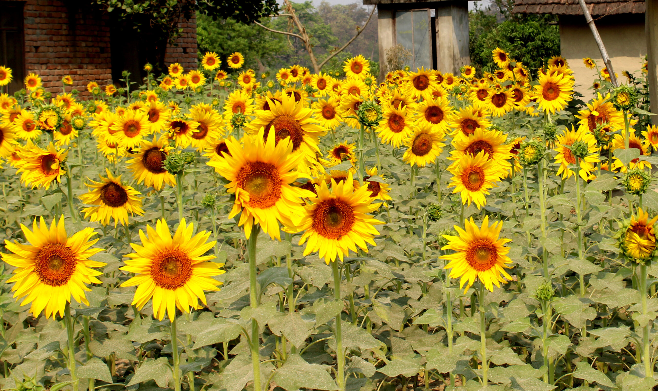 बारामा बढ्यो तेलहन खेती