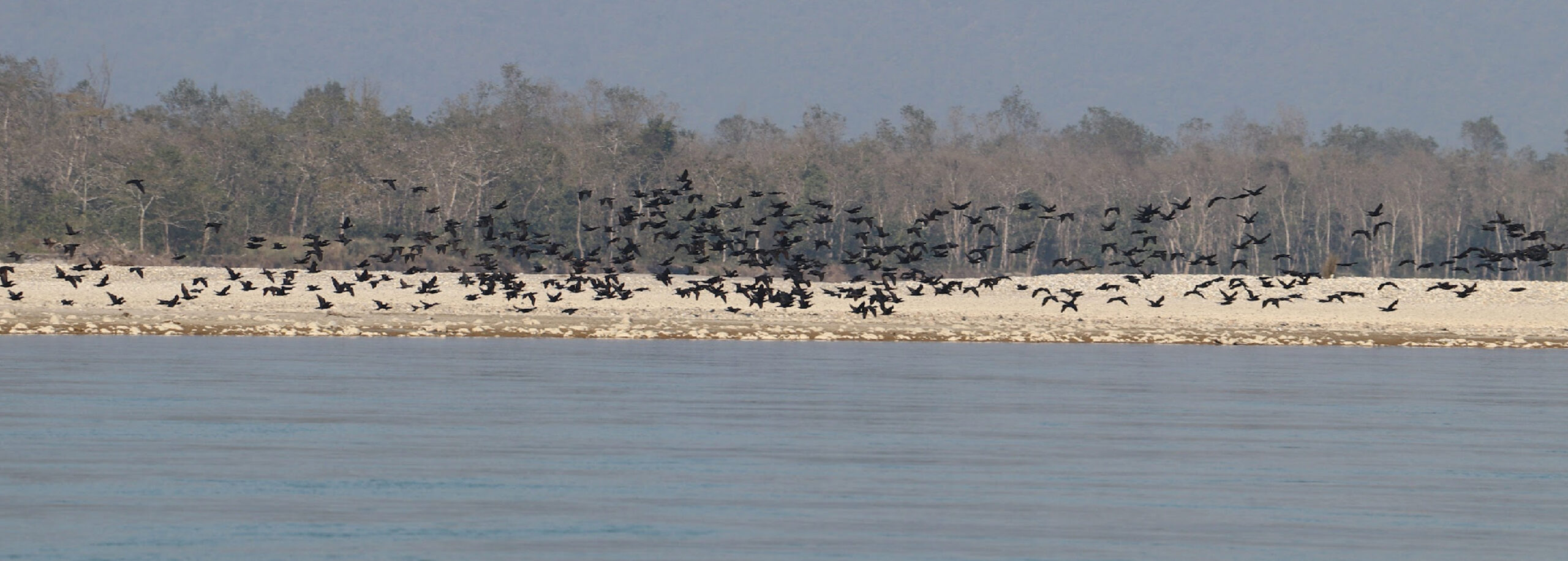 नारायणी नदी क्षेत्रः चराको संख्यामा गिरावट