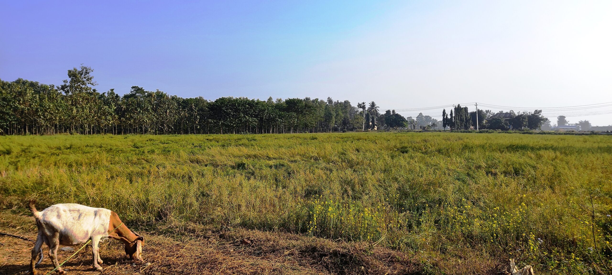 तोरी खेतीप्रति कृषकको आकर्षण बढ्दो: उत्पादनमा वृद्धि