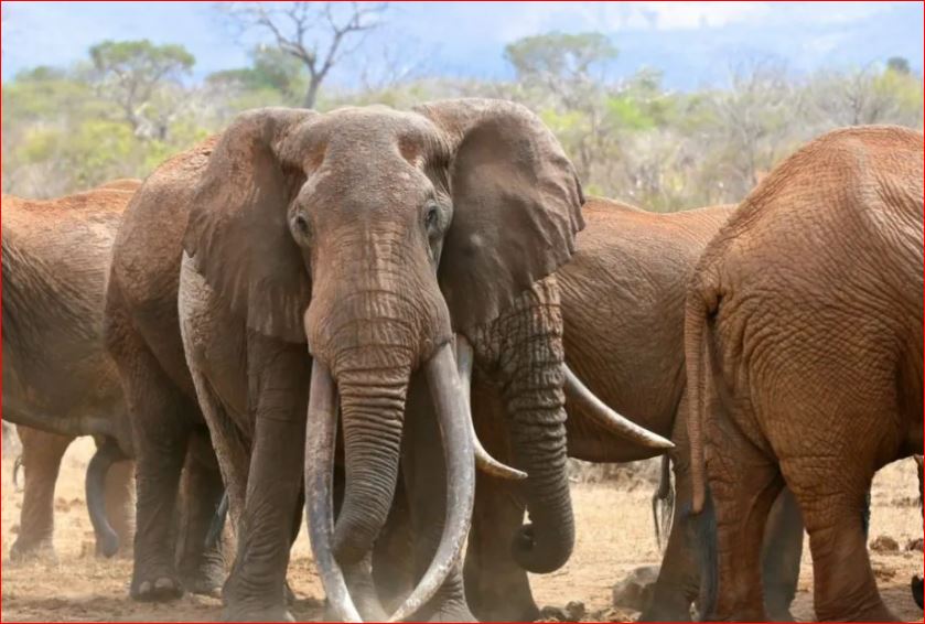 हात्ती नियन्त्रणका लागि विद्युतीय तारबार